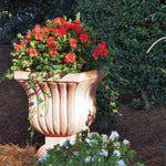 Autumn Embers Azalea