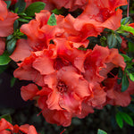 Autumn_Embers_Azalea
