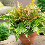 Brilliance Autumn Fern