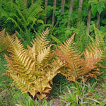 Brilliance Autumn Fern