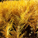 Brilliance Autumn Fern