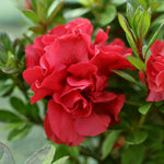 Autumn Fire Encore Azalea has true red blooms that rebloom in summer and fall.