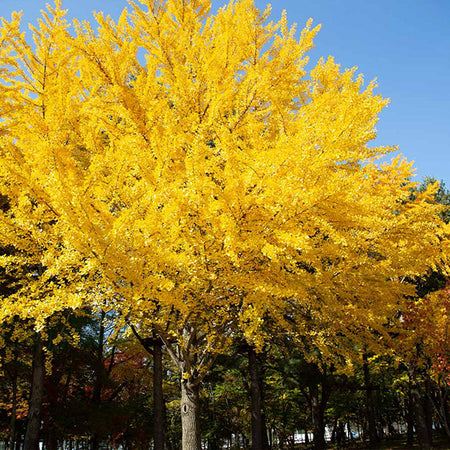 Autumn Gold Ginkgo Tree