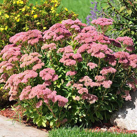 Autumn Joy Sedum Shrub