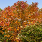Autumn Purple Ash Tree