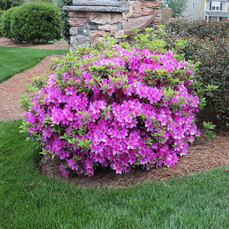 Autumn Royalty® Encore® Azalea Shrub