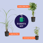 Arabica Coffee Plant