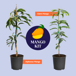 Glenn Mango Tree