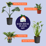 Birkin Philodendron Plant
