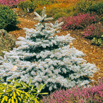 Baby Blue Spruce Tree