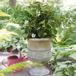 Easy to grow in pots because of their dwarf size.
