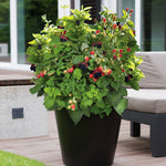 Baby Cakes are dwarf plants with full sized blackberries.