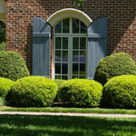 Baby Gem Boxwoods are great foundation plants.