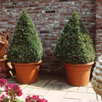 Boxwoods are great in pots with very little maintenance.