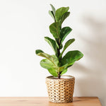 Bambino Fiddle Leaf Fig