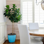 Bambino Fiddle Leaf Fig