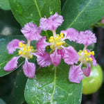 Small purple flowers appear May through November.