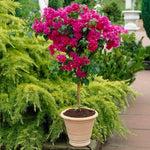 This tree version is also available and comes with a twisted trunk.