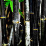As the stems mature they turn from green to black.