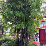 Black bamboo is a running bamboo, it's best to keep it in a contained area.