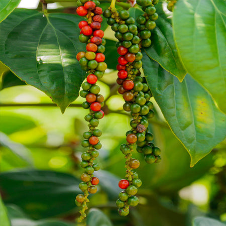 Black Pepper Plant