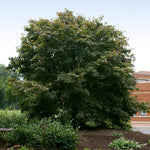 Bloodgood's color can vary in summer from green to maroon depending on light conditions.