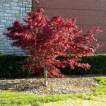 Bloodgoods have a burgundy red foliage in spring.
