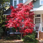 In fall the Bloodgood turns a bright red.