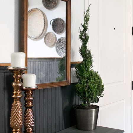 Blue Point Spiral Juniper Gift Plant