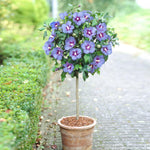 Image is of pruned tree.