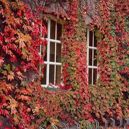 Boston Ivy