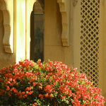 Sundown Orange Bougainvillea