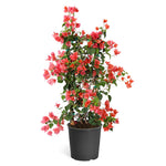 Sundown Orange Bougainvillea