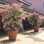 Imperial Thai Delight Bougainvillea