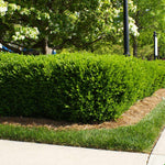 Titan Boxwood has been bred for it's color and dense foliage.