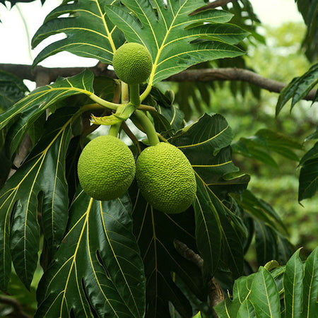 Breadfruit Tree