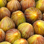 Brown Turkey Fig
