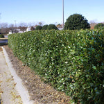 Evergreen and easy to maintain.