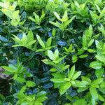 New foliage is chartreuse and glossy that darkens with age.