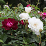 Two kinds of roses on one tree.