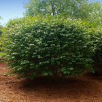 Burning Bush is lush and green in spring and summer.