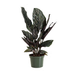 Calathea Ornata