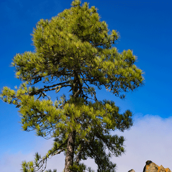 Canary Island Pine Tree