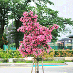 Cherokee Crape Myrtle Tree