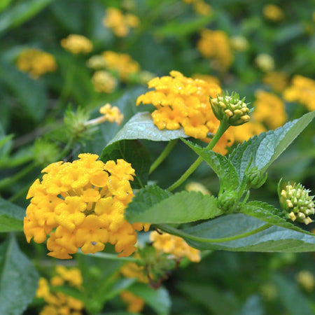 Chapel Hill Yellow Lantana