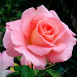 Cherish Rose Tree