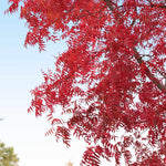 Chinese Pistache Tree
