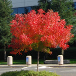 Chinese Pistache Tree