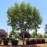 Chinese Pistache Tree