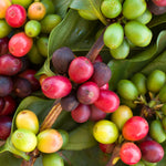 Arabica Coffee Plant